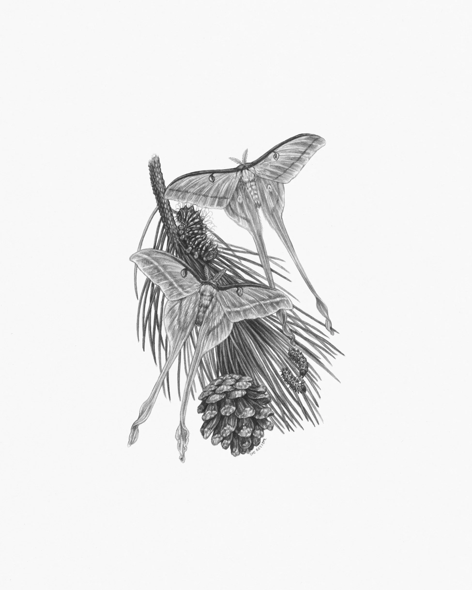 Shop Partner Galleries — Zoe Keller Nature Art
